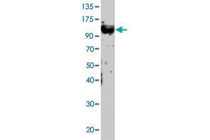 Western Blot of Tlr12 polyclonal antibody  at 1:500 dilution was probed with PC-Tlr12 sample. (TLR12 抗体  (N-Term))