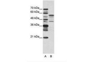 Image no. 2 for anti-Basic Leucine Zipper Nuclear Factor 1 (BLZF1) (N-Term) antibody (ABIN202429) (BLZF1 抗体  (N-Term))