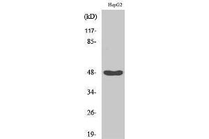 Western Blotting (WB) image for anti-Inhibitor of kappa Light Polypeptide Gene Enhancer in B-Cells, Kinase gamma (IKBKG) (Tyr362) antibody (ABIN3185153)