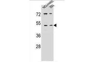 UNQ9391 Antibody (C-term) western blot analysis in NCI-H460,293 cell line lysates (35 µg/lane). (PRSS55 抗体  (C-Term))