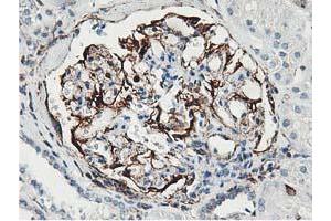 Immunohistochemical staining of paraffin-embedded Human Kidney tissue using anti-LXN mouse monoclonal antibody. (Latexin 抗体)
