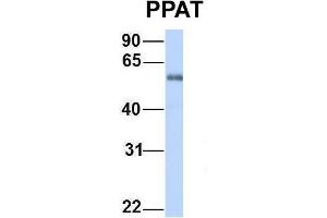 Host:  Rabbit  Target Name:  PPAT  Sample Type:  Human Fetal Heart  Antibody Dilution:  1. (PPAT 抗体  (C-Term))
