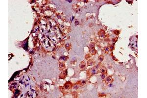 IHC image of ABIN7160466 diluted at 1:300 and staining in paraffin-embedded human placenta tissue performed on a Leica BondTM system. (CD33 抗体  (AA 18-259))