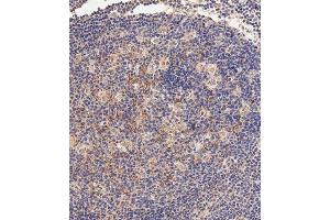 Immunohistochemical analysis of paraffin-embedded human tonsil tissue using (ABIN392759 and ABIN2842210) performed on the Leica® BOND RXm. (Hexokinase 1 抗体  (N-Term))