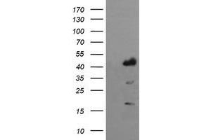 Image no. 1 for anti-Indoleamine 2,3-Dioxygenase 1 (IDO1) antibody (ABIN1498795) (IDO1 抗体)