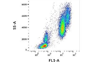 Surface staining of human peripheral blood cells with anti-human CD16 (MEM-154) FITC. (CD16 抗体  (FITC))