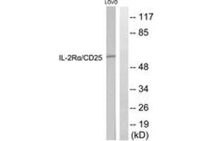 Western blot analysis of extracts from LOVO cells, using IL-2R alpha/CD25 (Ab-268) Antibody. (CD25 抗体  (AA 223-272))