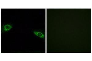 Immunofluorescence (IF) image for anti-Ribosomal Protein S4, Y-Linked 1 (RPS4Y1) (C-Term) antibody (ABIN1850592) (RPS4Y1 抗体  (C-Term))