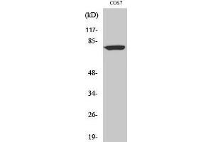 Western Blotting (WB) image for anti-DEAQ Box RNA-Dependent ATPase 1 (DQX1) (C-Term) antibody (ABIN3174819) (DQX1 抗体  (C-Term))