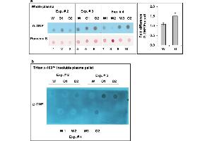 Chronic oxycodone treatment increases protein carbonyl content in rat plasma. (Dinitrophenol 抗体)