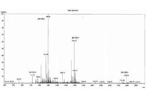Image no. 1 for Orexin A (OXA) peptide (Ovalbumin) (ABIN5666311) (Orexin A (OXA) peptide (Ovalbumin))