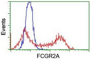 Image no. 2 for anti-Fc gamma RII (CD32) antibody (ABIN1497254) (Fc gamma RII (CD32) 抗体)