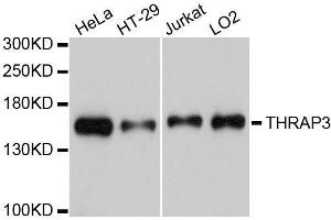 Western blot analysis of extracts of various cell lines, using THRAP3 antibody. (THRAP3 抗体)