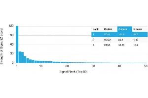 Analysis of Protein Array containing more than 19,000 full-length human proteins using CD14-Monospecific Mouse Monoclonal Antibody (LPSR/2385) Z- and S- Score: The Z-score represents the strength of a signal that a monoclonal antibody (MAb) (in combination with a fluorescently-tagged anti-IgG secondary antibody) produces when binding to a particular protein on the HuProtTM array. (CD14 抗体  (AA 25-148))