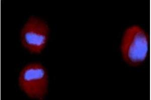 Immunofluorescence (IF) image for anti-Fibroblast Growth Factor 2 (Basic) (FGF2) (AA 143-288) antibody (PE) (ABIN5565476)