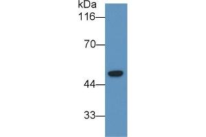 Detection of LCAT in U2OS cell lysate using Monoclonal Antibody to Lecithin Cholesterol Acyltransferase (LCAT) (LCAT 抗体  (AA 290-433))