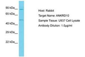 Image no. 1 for anti-Ankyrin Repeat Domain 10 (ANKRD10) (AA 322-371) antibody (ABIN6750635) (ANKRD10 抗体  (AA 322-371))
