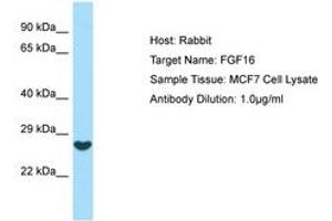 Image no. 1 for anti-Fibroblast Growth Factor 16 (FGF16) (AA 136-185) antibody (ABIN6749988) (FGF16 抗体  (AA 136-185))