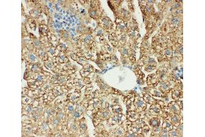 Immunohistochemistry (IHC) image for anti-Cytochrome C Oxidase Subunit I (COX1) (AA 2-14), (N-Term) antibody (ABIN3042632)
