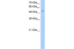 WB Suggested Anti-MFNG Antibody Titration:  0. (Manic Fringe 抗体  (Middle Region))