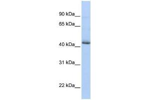 SRFBP1 antibody used at 0. (SRFBP1 抗体  (N-Term))