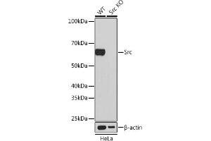 Western Blotting (WB) image for anti-Proto-oncogene tyrosine-protein kinase Src (Src) antibody (ABIN7269727)