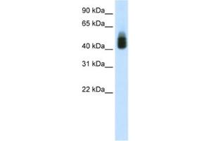 Western Blotting (WB) image for anti-SRY (Sex Determining Region Y)-Box 3 (SOX3) antibody (ABIN2461760)