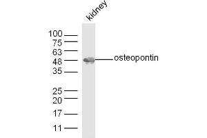 Mouse kidney lysates probed with Osteopontin Polyclonal Antibody, unconjugated  at 1:300 overnight at 4°C followed by a conjugated secondary antibody at 1:10000 for 60 minutes at 37°C. (Osteopontin 抗体  (AA 141-220))
