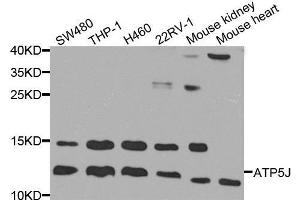 Western Blotting (WB) image for anti-ATP Synthase, H+ Transporting, Mitochondrial F0 Complex, Subunit F6 (ATP5J) (AA 1-108) antibody (ABIN1678787) (ATP5J 抗体  (AA 1-108))