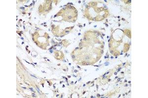 Immunohistochemistry of paraffin-embedded Human stomach using NID1 Polyclonal Antibody at dilution of 1:100 (40x lens).