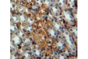 IHC-P analysis of Kidney tissue, with DAB staining. (IRF3 抗体  (AA 1-360))