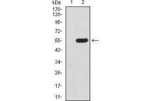 Western Blotting (WB) image for anti-Mechanistic Target of Rapamycin (serine/threonine Kinase) (mTOR) (AA 2311-2529) antibody (ABIN5919386) (MTOR 抗体  (AA 2311-2529))