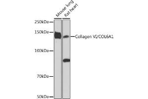 Western blot analysis of extracts of various cell lines, using Collagen VI/COL6 Rabbit mAb (ABIN7266462) at 1:1000 dilution. (COL6A1 抗体)