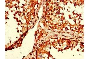 Immunohistochemistry of paraffin-embedded human testis tissue using ABIN7154134 at dilution of 1:100 (GAPDH 抗体  (AA 2-335))