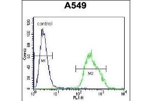 LM3 Antibody (C-term) (ABIN655704 and ABIN2845155) flow cytometric analysis of A549 cells (right histogram) comred to a negative control cell (left histogram).