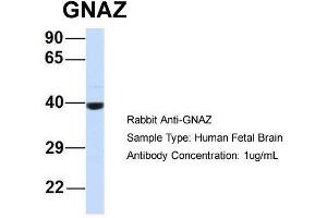 Western Blotting (WB) image for anti-Guanine Nucleotide Binding Protein (G Protein), alpha Z Polypeptide (GNaZ) (N-Term) antibody (ABIN2777109)