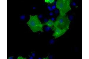 Anti-CD5 mouse monoclonal antibody (ABIN2452889) immunofluorescent staining of COS7 cells transiently transfected by pCMV6-ENTRY CD5 (RC206494). (CD5 抗体)