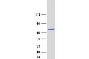 Western Blotting (WB) image for C-terminal Binding Protein 2 (CTBP2) (Transcript Variant 3) protein (Myc-DYKDDDDK Tag) (ABIN2712601)