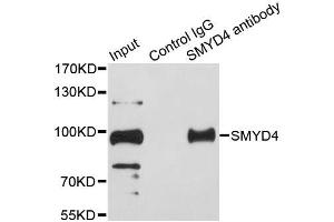 Immunoprecipitation analysis of 200ug extracts of HeLa cells using 1ug SMYD4 antibody. (SMYD4 抗体  (AA 1-260))