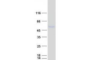 Western Blotting (WB) image for Opioid Binding Protein/cell Adhesion Molecule-Like (OPCML) (Transcript Variant 2) protein (Myc-DYKDDDDK Tag) (ABIN2727917)