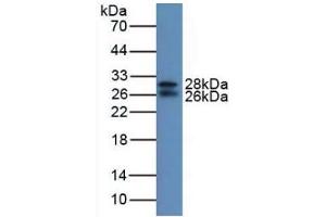 Western blot analysis of Mouse Serum. (IGFBP7 抗体  (AA 88-281))