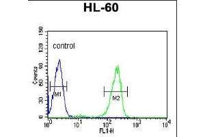 SNRPD1 Antibody (C-term) (ABIN389355 and ABIN2839461) flow cytometric analysis of HL-60 cells (right histogram) compared to a negative control cell (left histogram). (SNRPD1 抗体  (C-Term))