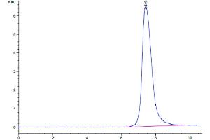 The purity of Human PLVAP is greater than 90 % as determined by SEC-HPLC. (PLVAP Protein (AA 49-442) (His tag))