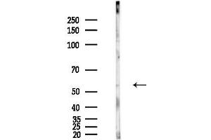 Western blot analysis of lysates from PC12 cells(LPS,4h treatment), using E Antibody at 1/1000 dilution.