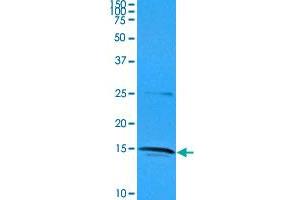 Western blot analysis of Jurkat cell lysate (35 ug) with IL32 monoclonal antibody, clone AT2F9  at 1 : 1000 dilution. (IL32 抗体  (AA 1-131))