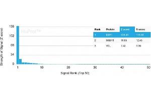 Analysis of Protein Array containing more than 19,000 full-length human proteins using Estrogen Receptor alpha Mouse Monoclonal Antibody (ESR1/3557) Z- and S- Score: The Z-score represents the strength of a signal that a monoclonal antibody (MAb) (in combination with a fluorescently-tagged anti-IgG secondary antibody) produces when binding to a particular protein on the HuProtTM array. (Estrogen Receptor alpha 抗体  (AA 129-312))