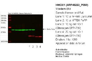 Western Blotting (WB) image for anti-Heme Oxygenase (Decycling) 1 (HMOX1) (N-Term) antibody (ABIN502603) (HMOX1 抗体  (N-Term))