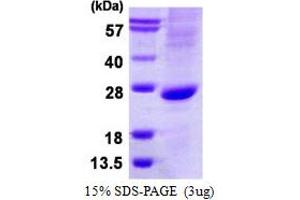 Image no. 1 for Atonal Homolog 1 (Drosophila) (ATOH1) protein (His tag) (ABIN1098654) (ATOH1 Protein (His tag))