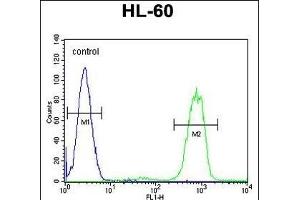 ANKRD40 Antibody (C-term) (ABIN655309 and ABIN2844891) flow cytometric analysis of HL-60 cells (right histogram) compared to a negative control cell (left histogram). (ANKRD40 抗体  (C-Term))