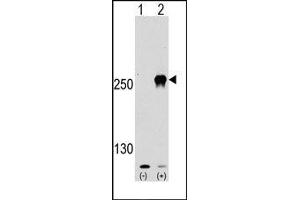 Image no. 1 for anti-Mechanistic Target of Rapamycin (serine/threonine Kinase) (mTOR) (Ser2481) antibody (ABIN358774) (MTOR 抗体  (Ser2481))
